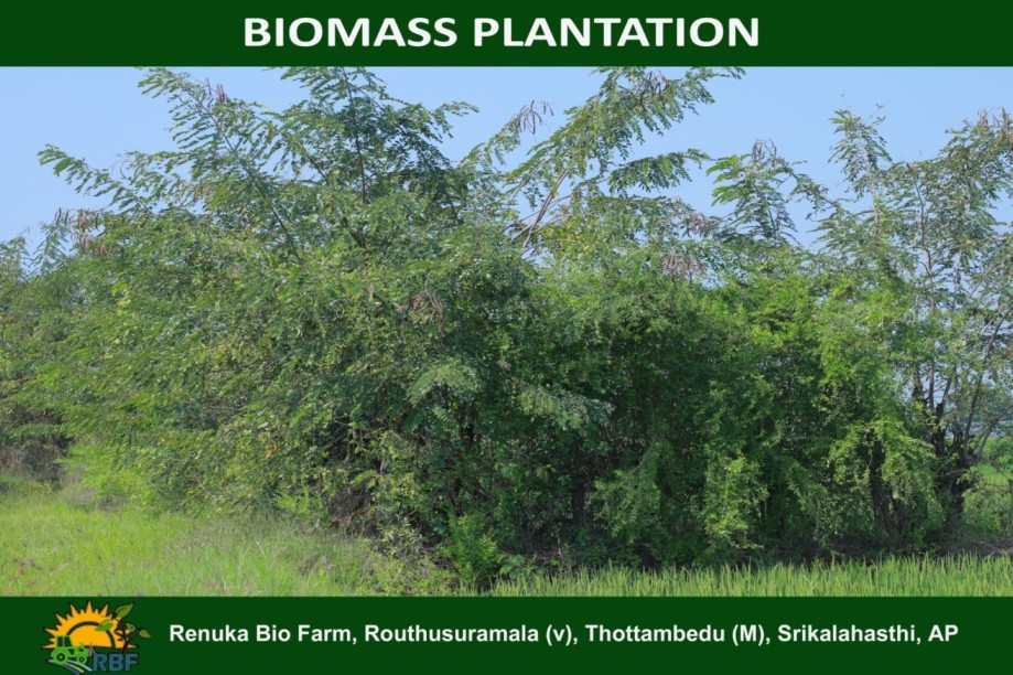 BIOMASS PLANTATION